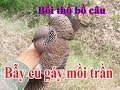 Bẫy cu gáy mồi trần-Bổi thổ bồ câu