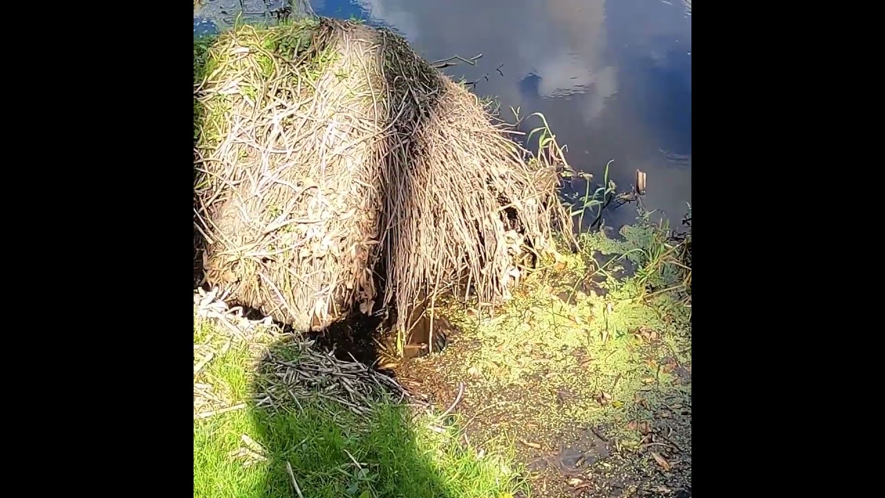 Where Is The Gator Uncomfortably Close And Hidden 