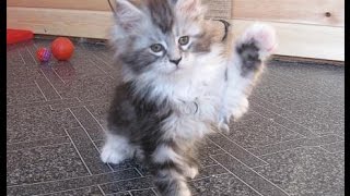 Котята мейн-куны Найджел, Нанали и Нимерия Котята мейн-куны Найджел, Нанали и Нимерия