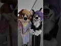 Cool Fursuits of the Day - Day 22 | Anthrocon 2025  #furry #cosplay
