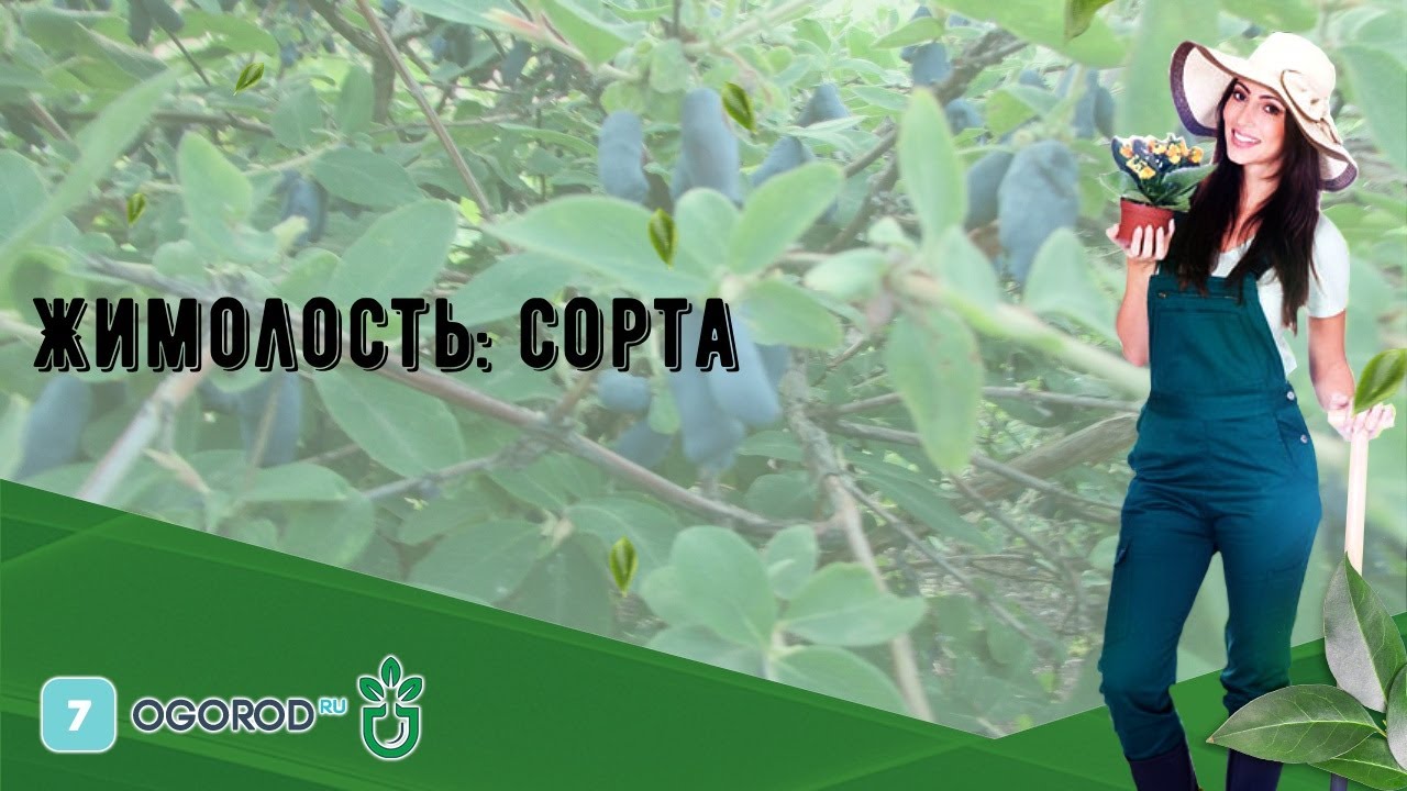 Жимолость: сорта