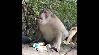 Balu Monkey Throw Up After Drink Milk