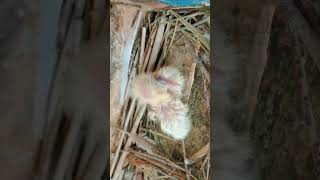 baby Pigeon kabutar beautiful shorts video 2023 NT Pigeons Youtube #pigeon #video