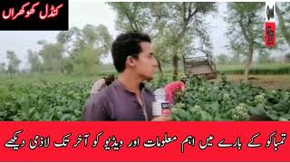 Tobacco Crop In Pakistan - تمباکو کی اقسام - Very Informative Video - Qazi Tv