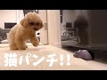 ネズミがあらわれて狂喜乱舞する猫トイプードル