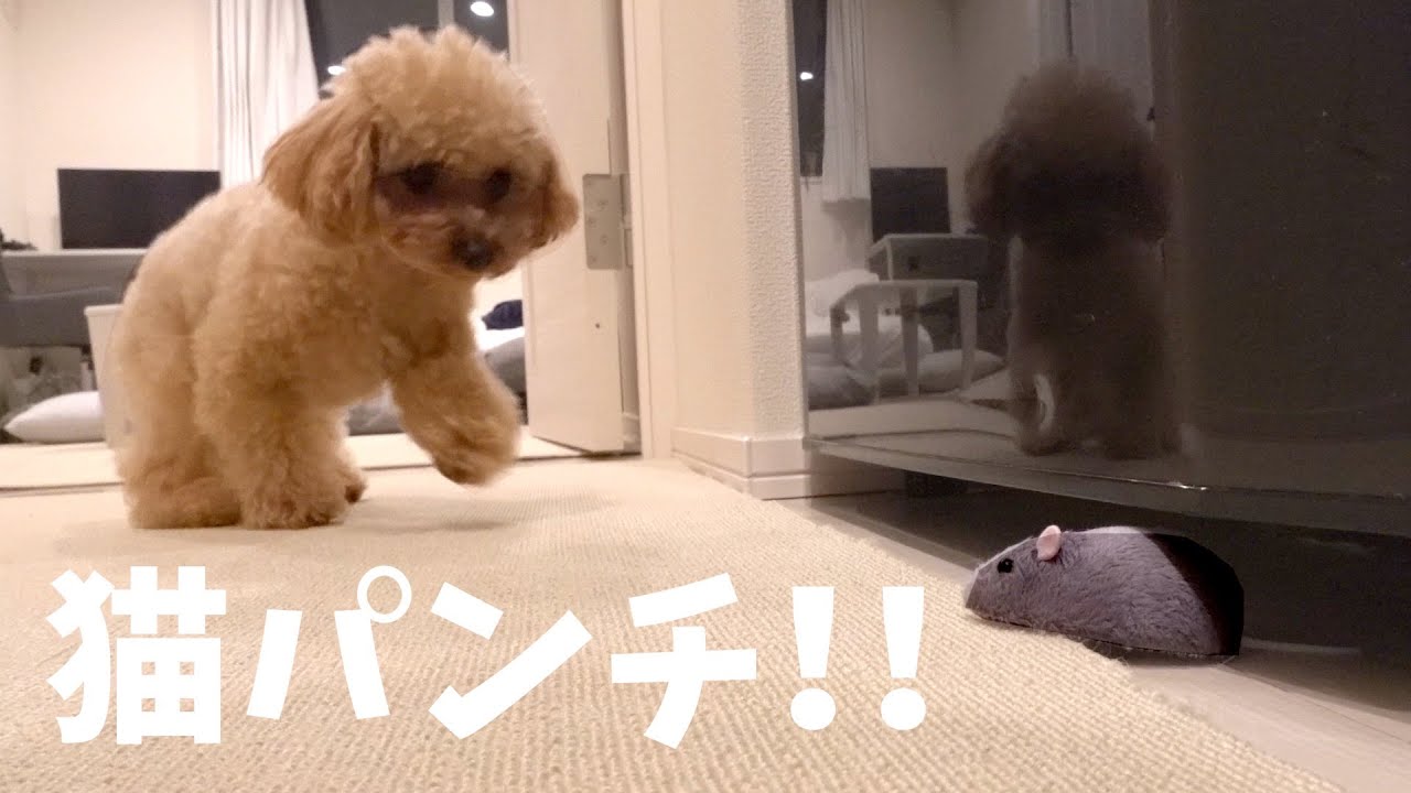 ネズミがあらわれて狂喜乱舞する猫トイプードル Youtube ネズミがあらわれて狂喜乱舞する猫トイプードル Youtube