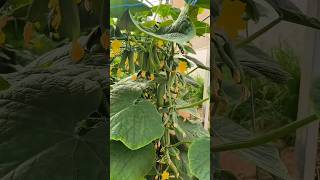 🥒🔥Prune Cucumber Plants for More Cucumbers Fast! #shorts #cucumber #cucumberplants #cucumberpruning