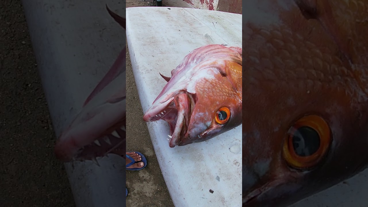 Fish Market Tour Part5 