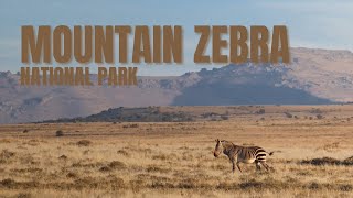 Mountain Zebra National Park | Eastern Cape Safari | Vet Students on Safari | South Africa