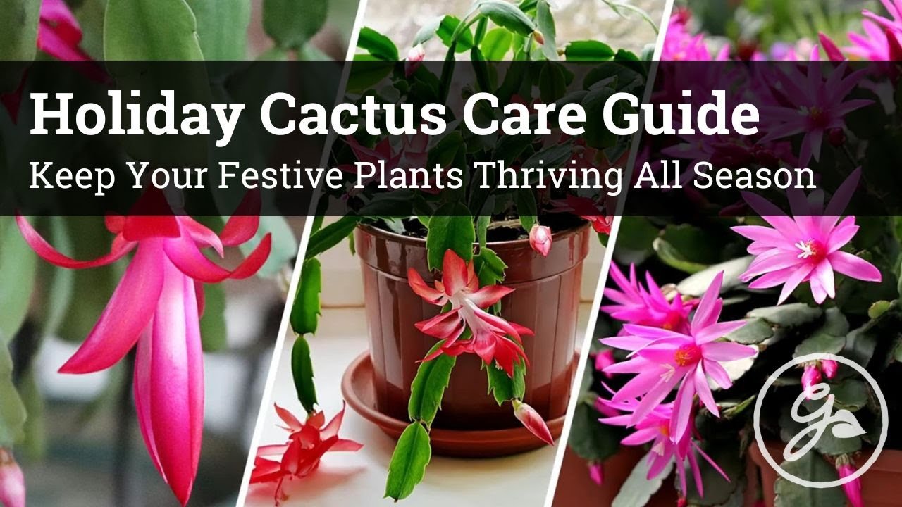 Care & Maintenance of Holiday Cactus Christmas, Thanksgiving & Easter
