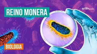 REINO MONERA: características, anatomia e tipos  de bactérias | Biologia  Enem. Prof Claudia Aguiar