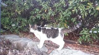 野良猫が着いてこいと言うので着いていってみたら•••