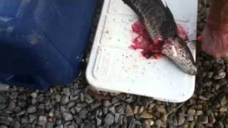 Northern Snakehead Cutting Off Head!! Northern Snakehead Cutting Off Head!!