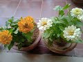 Zinnias 5 tips to grow well in pots | How to Care and grow Zinnias