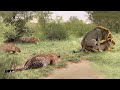 Angry Lion attacks Leopard because it dares to hunt in Lion&#39;s territory  Lions, Leopards vs Warthog