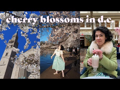 🌸 Weekend in D.C. | Cherry Blossom Festival, Brunch, National Gallery & National Shrine
