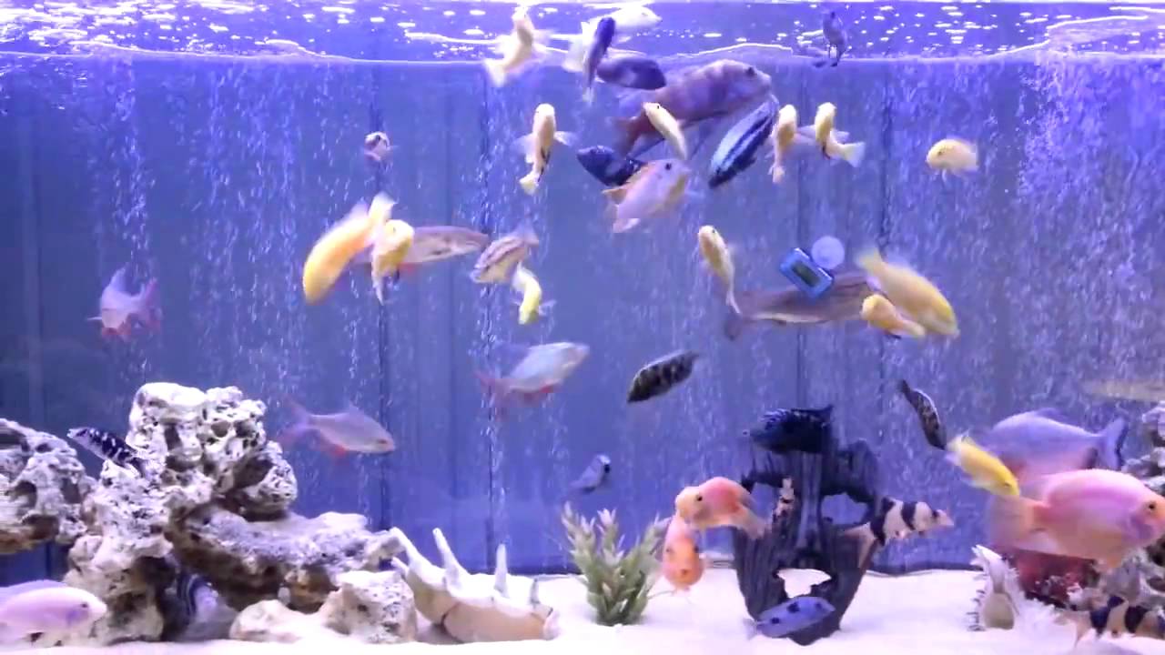 Air Curtain Bubble Wall Fish Tank - Nanyoovents - YouTube