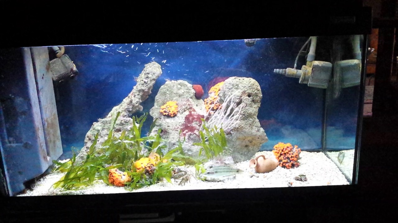 Acquario marino mediterraneo - YouTube