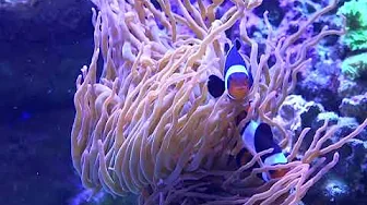 Aquarium Design Professionals Homepage Video