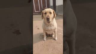 sad.. 😭😭😭#sad #shorts #funny #comedy #labrador #dog #dogbreed #shortvideos #shortsfeed #yt #ytshorts