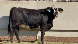 J&J Cattle Co: Lot 5-95511 Bred Brangus Baldy