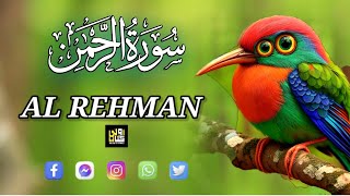 Most Beautiful Recitation Of Surah Rehman (AL RAHMAN) Best Tilawat Quran سورة الرحمٰن | KITAB OOLLA