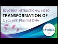 E. coli Transformation with Plasmid DNA 🎥