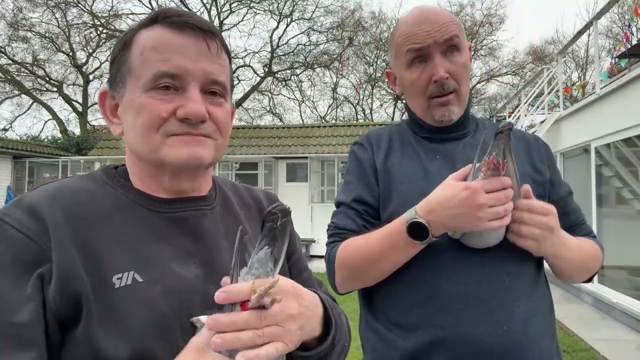 Gołębie Belgia Wilms Robii Pitbull,Lejdeman,De Bruijn do rozpłodu 513016809 Artur Pawelec