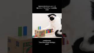 【まるでピタゴラスイッチ！！】猫とドミノ「チャオチュール大作戦」その3　#shorts     cats&Domino 「Ciao Churu Great Strategy」part3
