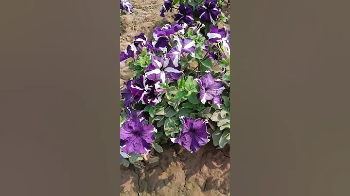 Purple flower l petunia l winter flowers - DayDayNews