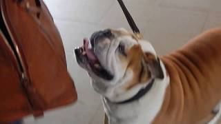 Bulldog with severe Elongated Soft Palate (ESP) Dr. Kreamer @Vet4Bulldog.com screenshot 2