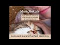 Luna and June&#39;s Purrfect Harmony