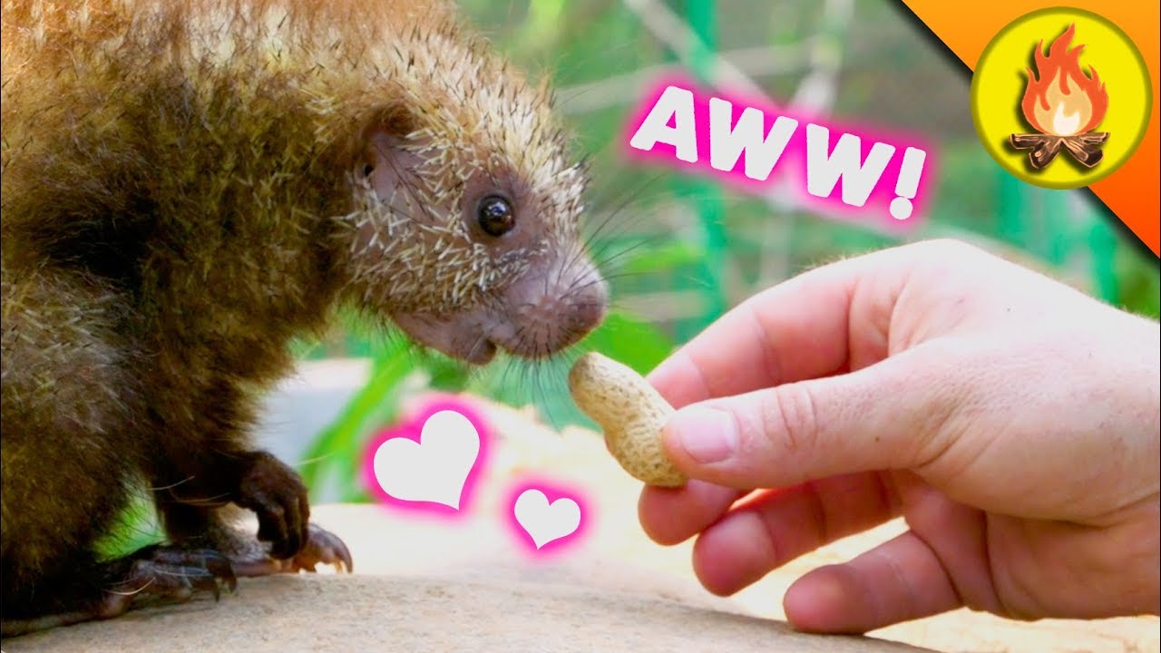 Cutest Animals EVER?! - YouTube