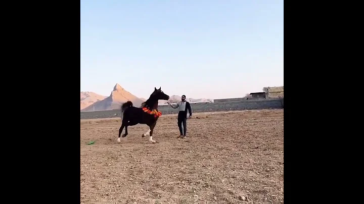 Watch the video about Persian Arab breed horse
