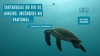 Tartarugas marinhas do RJ; Incêndios no Pantanal e mais Notícias socioambientais - VERDE MAR #64