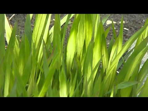 Video: Er chasmanthium latifolium invasive?