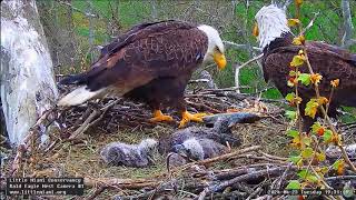 Little Miami Conservancy Bald Eagle Bette & Baker z 2 rybami  Karmienie & LM5LM6LM7