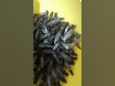 Hormigas de San Juan, arriera, chicatana, culona , etc. 🇲🇽👍 ️ - YouTube