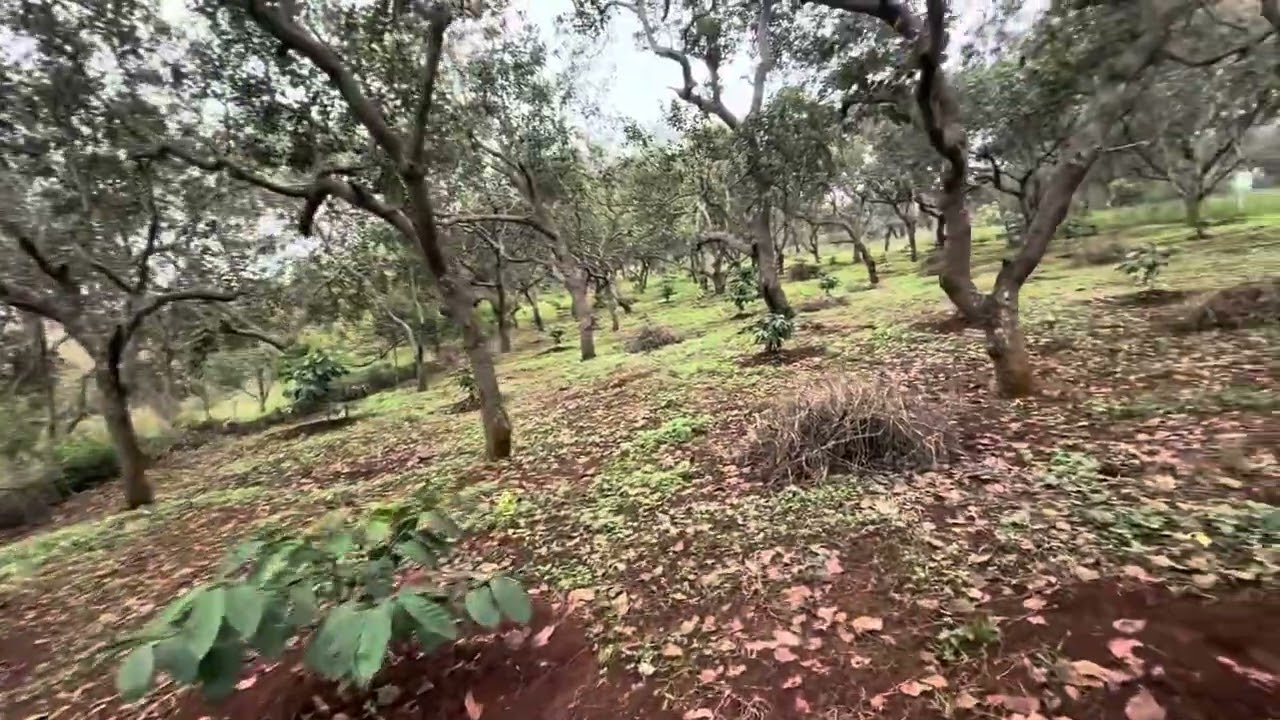 Bán đất điều xen cà phê 1500 cây cà 1 năm tuổi #datraygiare #batdongsan giá 2 tỷ(1 héc)lh 0972317731