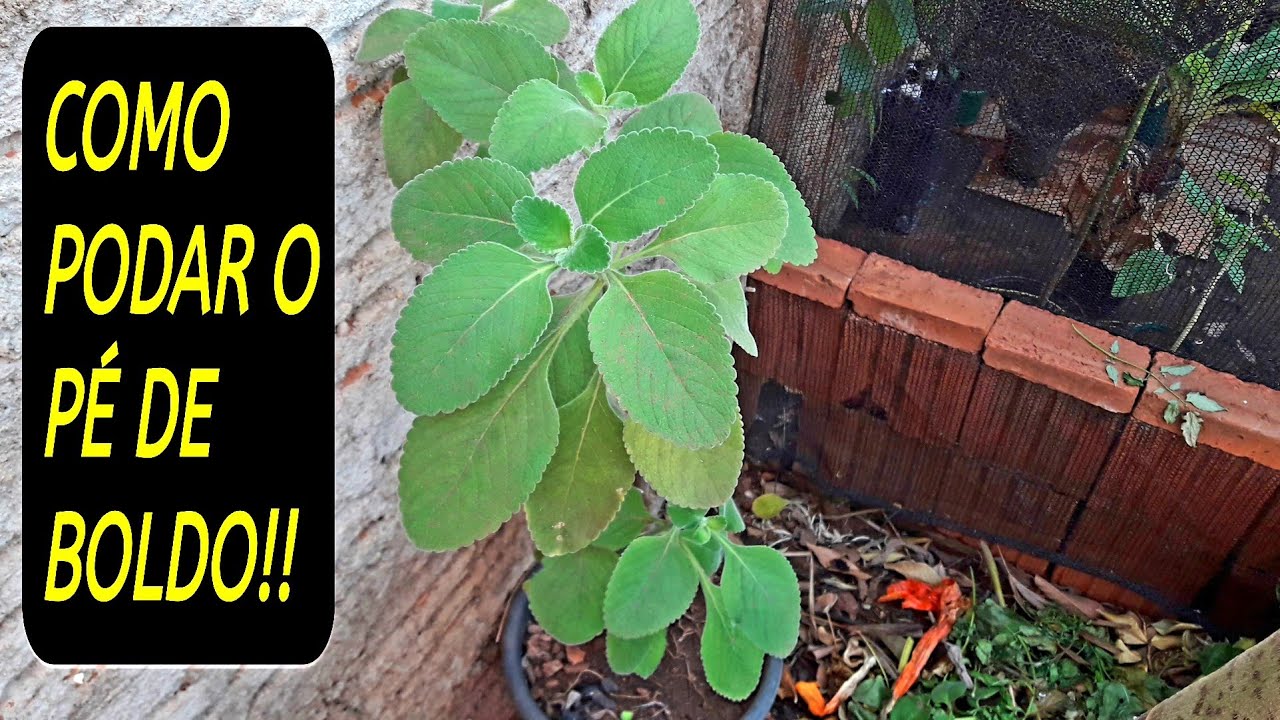 COMO FAZER PODA DE LIMPEZA NO PÉ DE BOLDO | VEJA NO VÍDEO!!