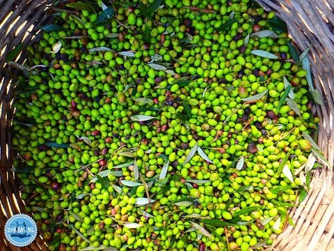 OLIVE OIL from Crete