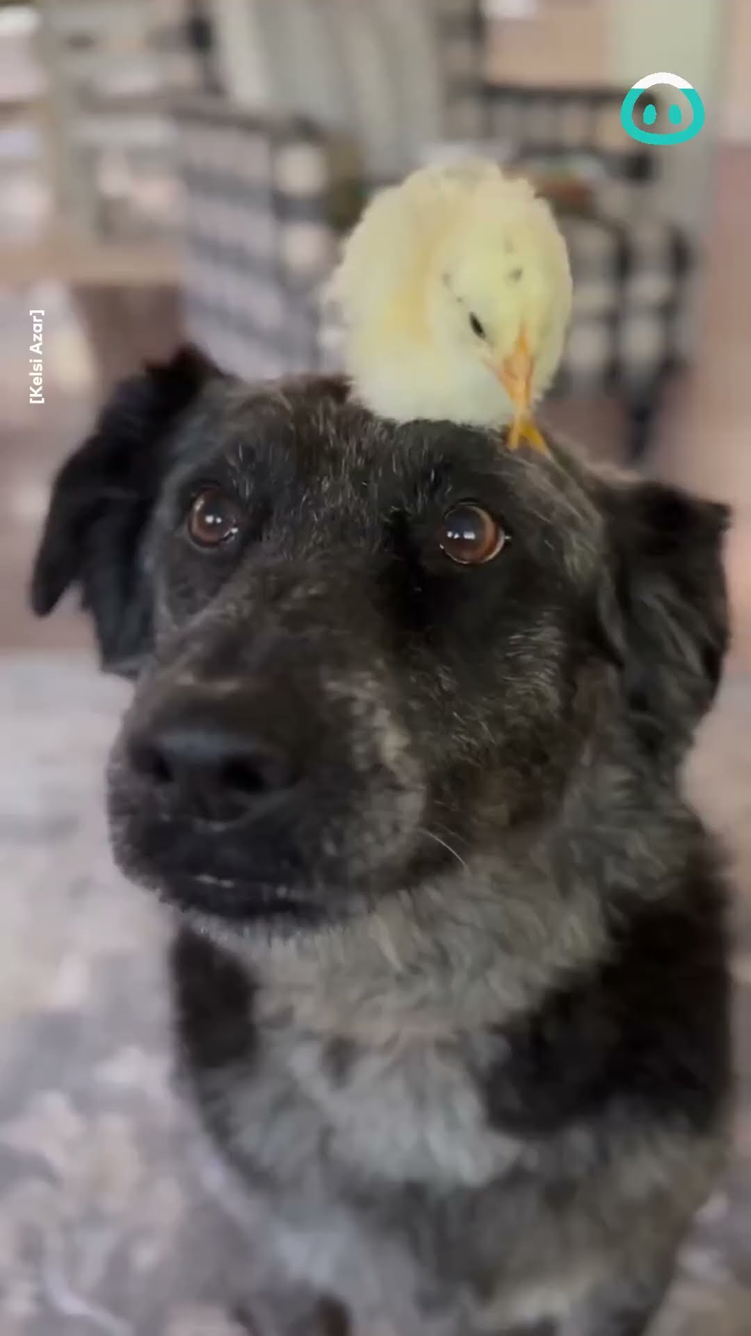 Dog Gets A Hat-Chling Hat || ViralHog