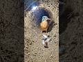Kingfisher Nest POV  Hidden Underground Life Revealed! #viral #wildlife #reels #insects #kingfisher