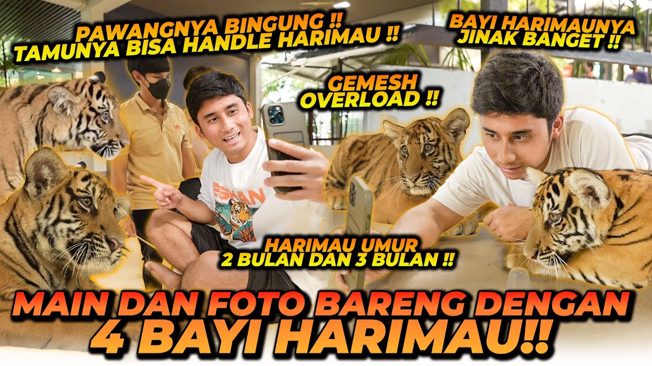 MAEN BARENG BABY HARIMAU DI TIGER PARK ! ALSHAD LANGSUNG NOSTALGIA JINORA & ESHAN !!