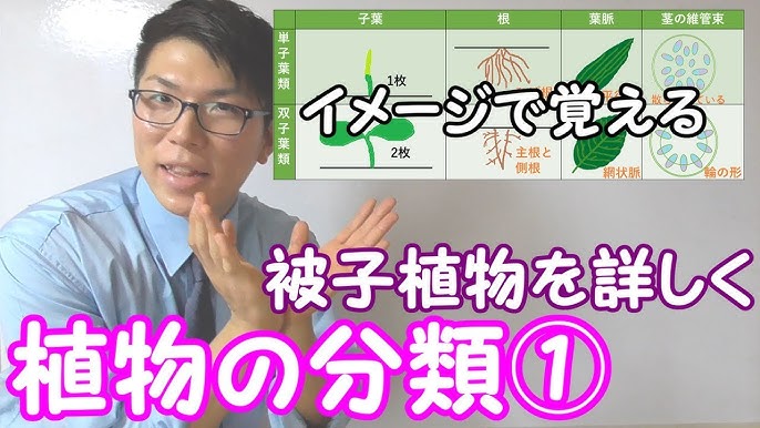 中学理科 ゴロ合わせ 単子葉類の覚え方 Youtube 中学理科 ゴロ合わせ 単子葉類の覚え方 Youtube