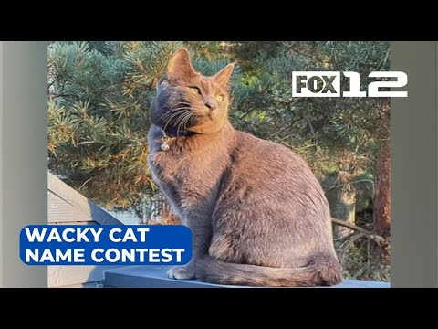 Video: Pussy Princess Merayakan Ulang Tahun Dengan Kucing Quinceanera