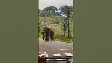 രാജാവിനെന്തു ക്യു വഴി ഒരുക്കെടാ 🔥 #shortvideo #short #travel #reels