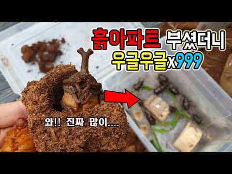 Thumbnail for "흙 아파트"부셨더니 우르르x999나오는 거대곤충!!! 형이간다~~!  [정브르]