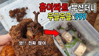 "흙 아파트"부셨더니 우르르x999나오는 거대곤충!!! 형이간다~~!  [정브르]