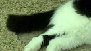 The Conducting Cat